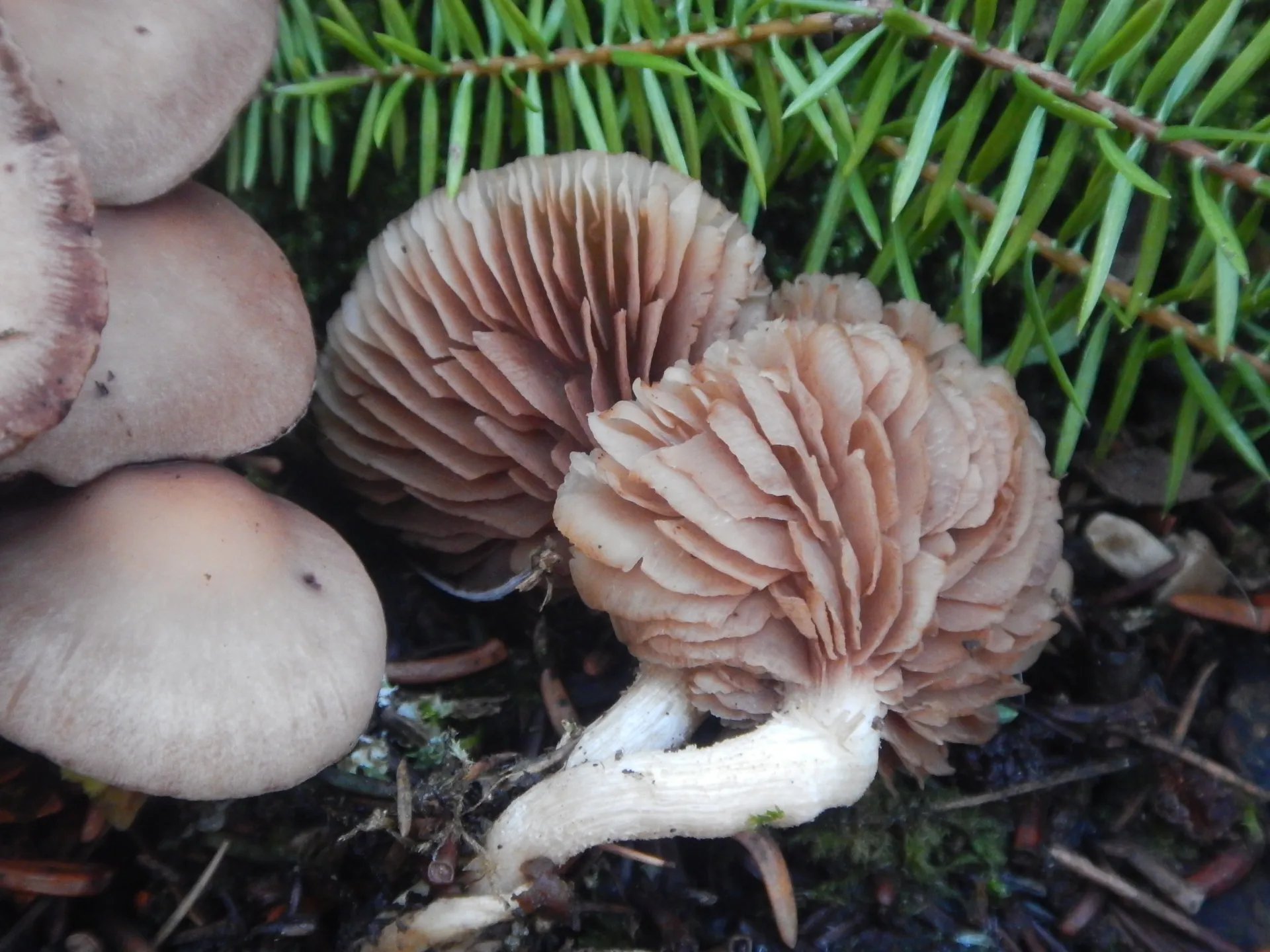 Homophron spadiceum, ,25-12-29 (1)
